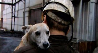 История собаки, которая помогала шахтерам. Заслуживает уважения (3 фото)