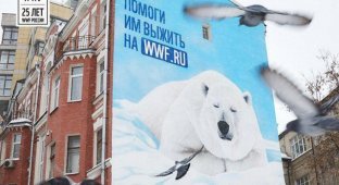В центре Москвы с фасада здания "пропал" белый медведь (3 фото)
