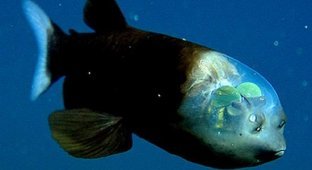 Рыба с прозрачной головой (11 фотографий)