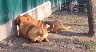 Обе собаки увлеченно смотрели за забор