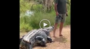 Австралийский блогер Мэтт Райт прогнал с дороги крокодила, который мешал ему пройти