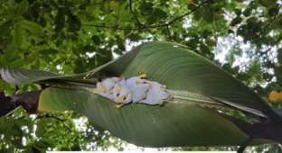Они просто обворожительны! Гондурасские белые летучие мыши (6 фото + 1 видео)