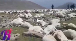 В горах Грузии удар молнии убил более 500 овец