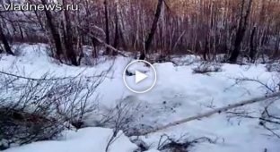 Охотники разбудили и убили 2-х медведей в приморском лесу (жесть)