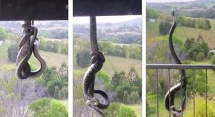 Австралийка сняла противостояние 2-х змей, свисавших с крыши 3-этажного здания (2 фото + 1 видео)