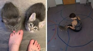 Учёные провели эксперимент и доказали, что котики относятся к хозяевам так же, как дети к родителям (7 фото + 1 видео)