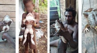На Соломоновых островах нашли лягушку размером с младенца (6 фото)