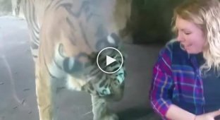 Тигр в зоопарке заинтересовался животом беременной женщины