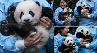 В бельгийском зоопарке состоялась церемония присвоения имен пандам (8 фото)