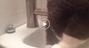 Кот моется