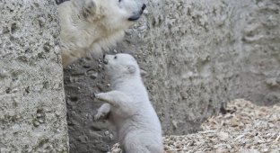 Белый медвежонок сделал первые шаги и сразу же покорил весь мир своим поведением! (8 фото)