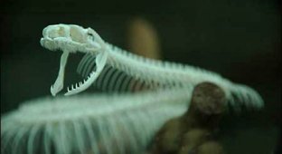  Скелет змеи (7 Фото)