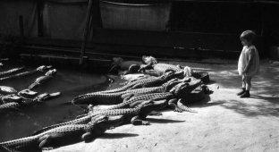 Девочка и крокодилы (4 фото)