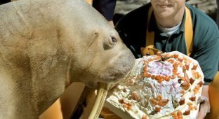 Животные празднуют свой День Рождения (20 Фото)