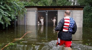 Волонтер спас собак, которые чуть не погибли от наводнения после урагана «Флоренс» (3 фото + 1 видео)