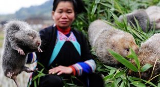 Как китайцы разводят бамбуковых крыс (12 фото + 2 видео)