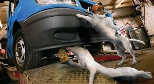 Собаки за работой в автомастерской (12 картинок)