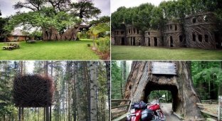 Необычные сооружения в гигантских деревьях (13 фото)