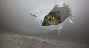 Кошка сделала себе «нору» в потолке (2 фото)