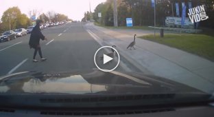 Переведи птичку через дорогу