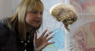 В Бристольском научном центре выставили человеческий мозг (7 фото)