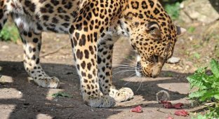 Обокрал леопарда (3 фото)
