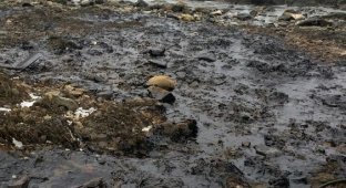 На Сахалине нефтяники спасают бакланов, испачкавшихся в мазуте (6 фото)