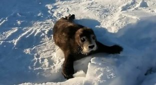 Сахалинские рыбаки спасают новорожденного тюленя (5 фото)