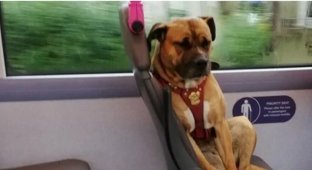 Брошенный пёс, в поисках хозяина, совершил путешествие на автобусе в Британии (3 фото)