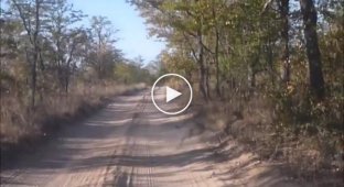 Преследующий белку леопард удивил туристов своим прыжком