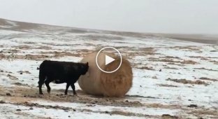 Коровы перекатывают сено весом в 500 кг