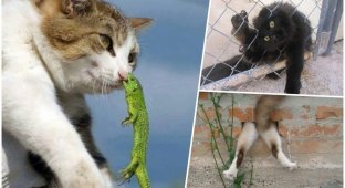 25 котиков, у которых серьёзные проблемы (26 фото)