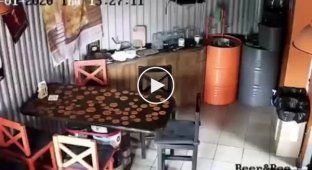 В Краснодаре кот разгромил пивной бар
