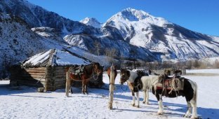 Девять снежных барсов насчитали в долине реки Аргут в Республике Алтай (18 фото)