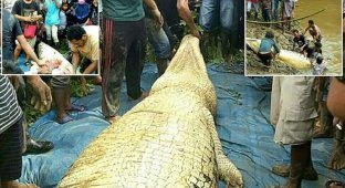 В Индонезии крокодил-людоед сожрал рабочего с плантации (4 фото)