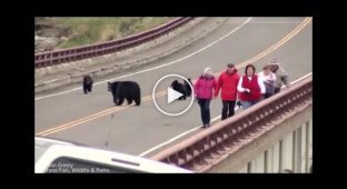 Медведица прогнала туристов