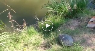 Епический прыжок черепахи в воду