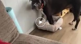 Собаку выгнали из его кроватки