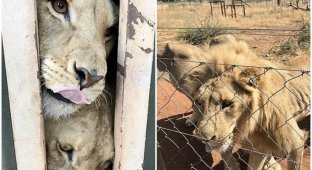 Волонтеры спасли львов, которых выращивали для "консервированной" охоты (9 фото)