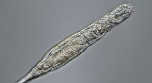 Российские ученые оживили коловраток, которые провели 24 тысячи лет в вечной мерзлоте (3 фото + 2 видео)