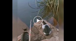 Кошки ждут долгожданный улов