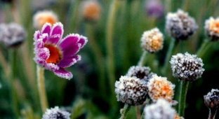 Лед на цветах (20 фотографии)