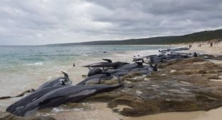 Более 130 дельфинов-гринд выбросились на побережье Австралии (3 фото + видео)