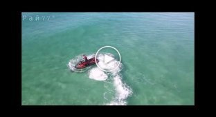 Акула подплыла к гидроциклу туриста в Австралии