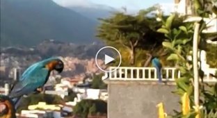 Венесуэльские дружелюбные голуби