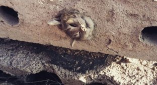 В Караганде спасли застрявшую в бетонной плите кошку (3 фото)
