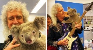 Гитарист Queen устроил концерт для спасённых от пожара коал (8 фото)