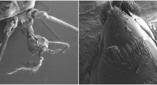 Обычные насекомые под необычным ракурсом на электронном микроскопе (40 фото)