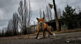 Чернобыль спустя 30 лет после катастрофы: исследователи поражены происходящим здесь