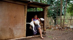 Бои собак с кабанами в Индонезии (14 фото)